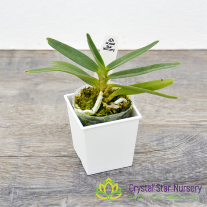 Angraecum Didieri x sib