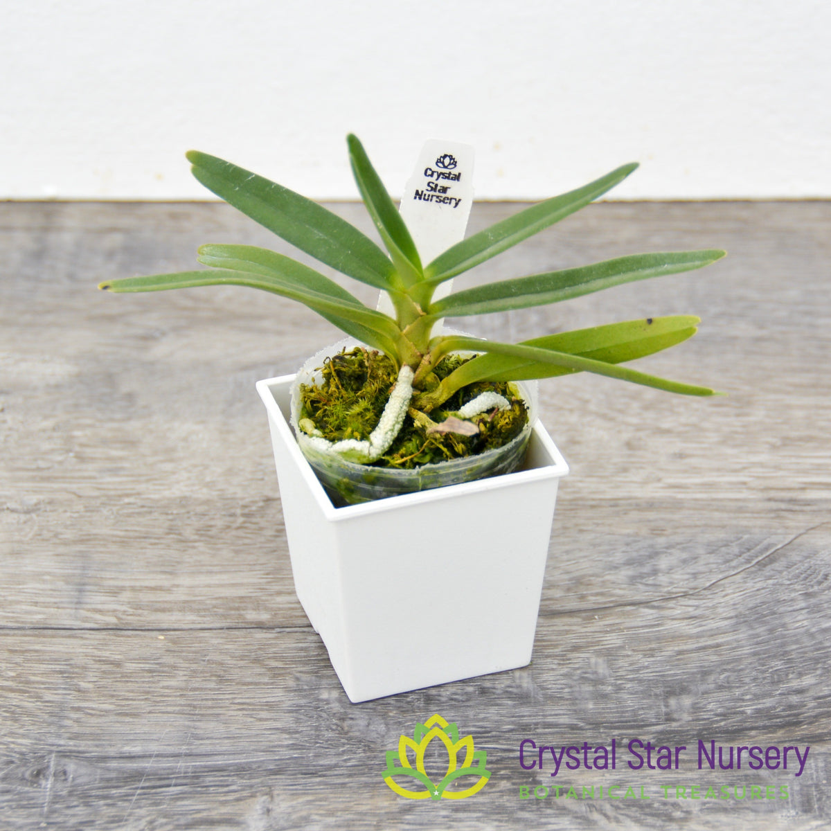 Angraecum Didieri