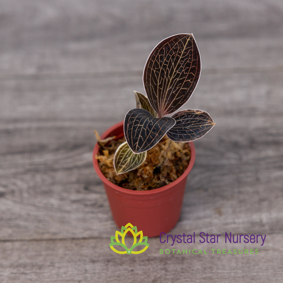 Anoectochilus Lowii