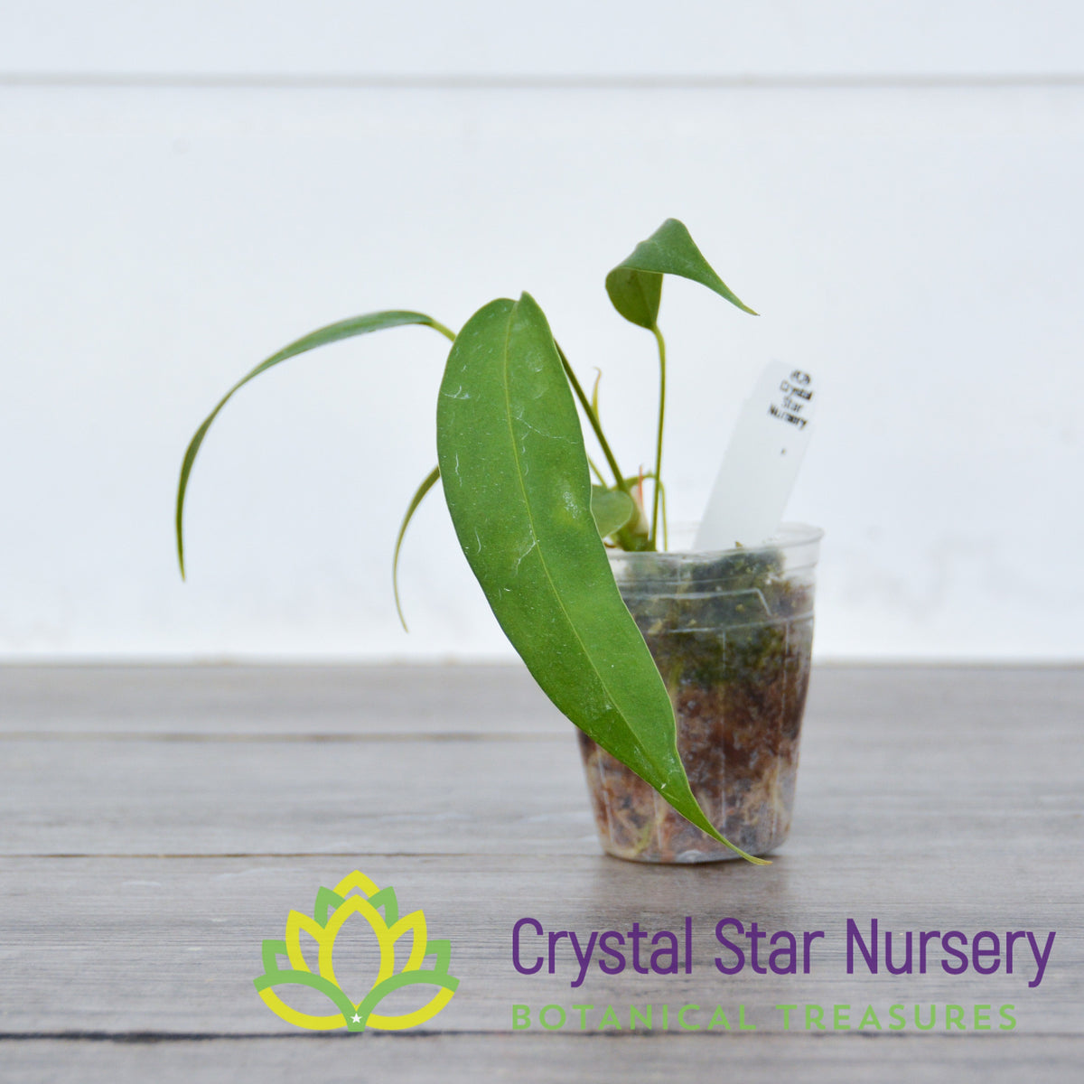 Anthurium Wendlingeri