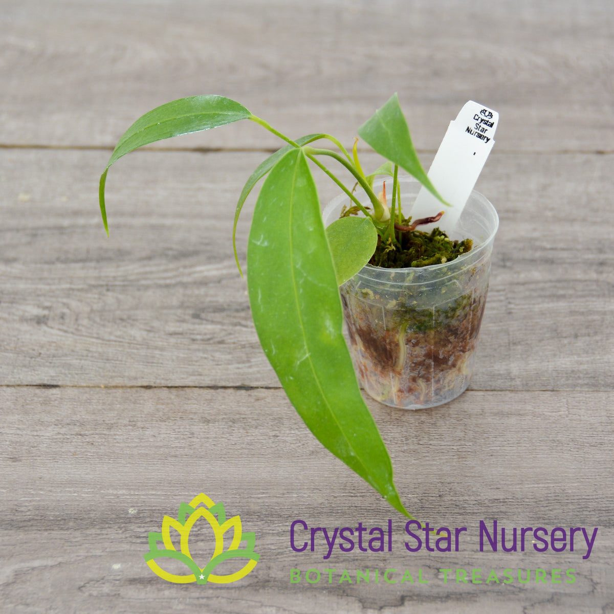 Anthurium Wendlingeri
