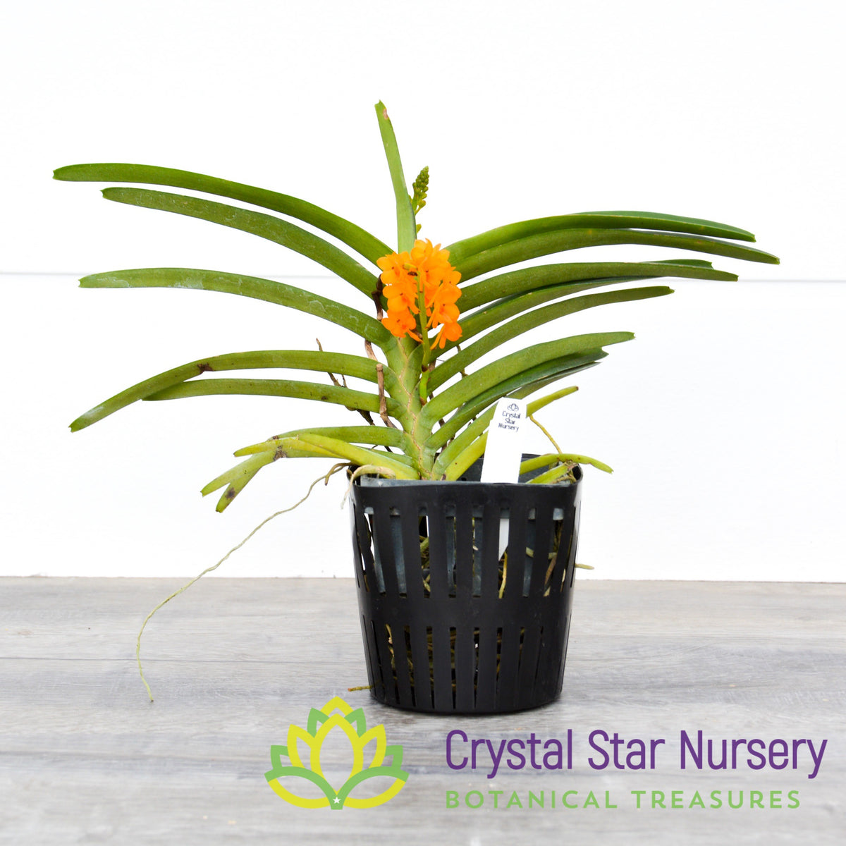 Ascocentrum Miniatum