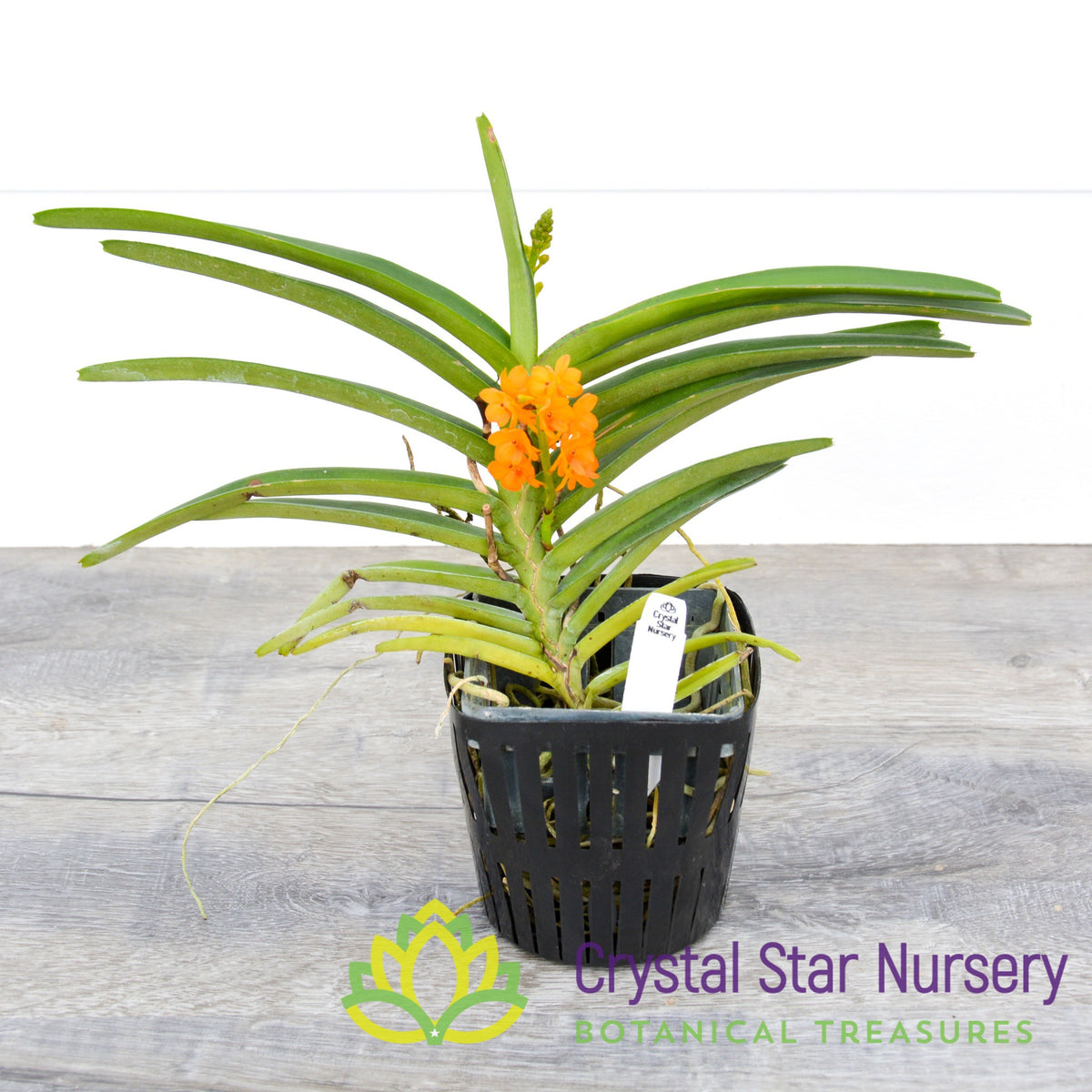 Ascocentrum Miniatum
