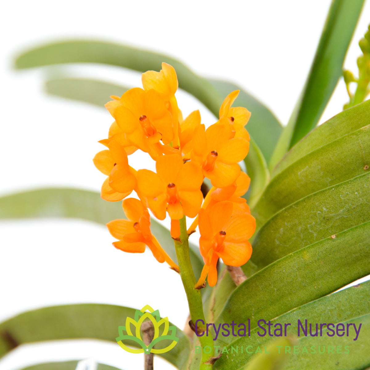 Ascocentrum Miniatum