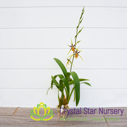 Banfieldara Gilded Tower 'Mystic Maze' (H975)