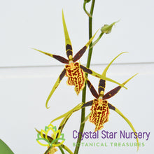 Banfieldara Gilded Tower 'Mystic Maze' (H975)