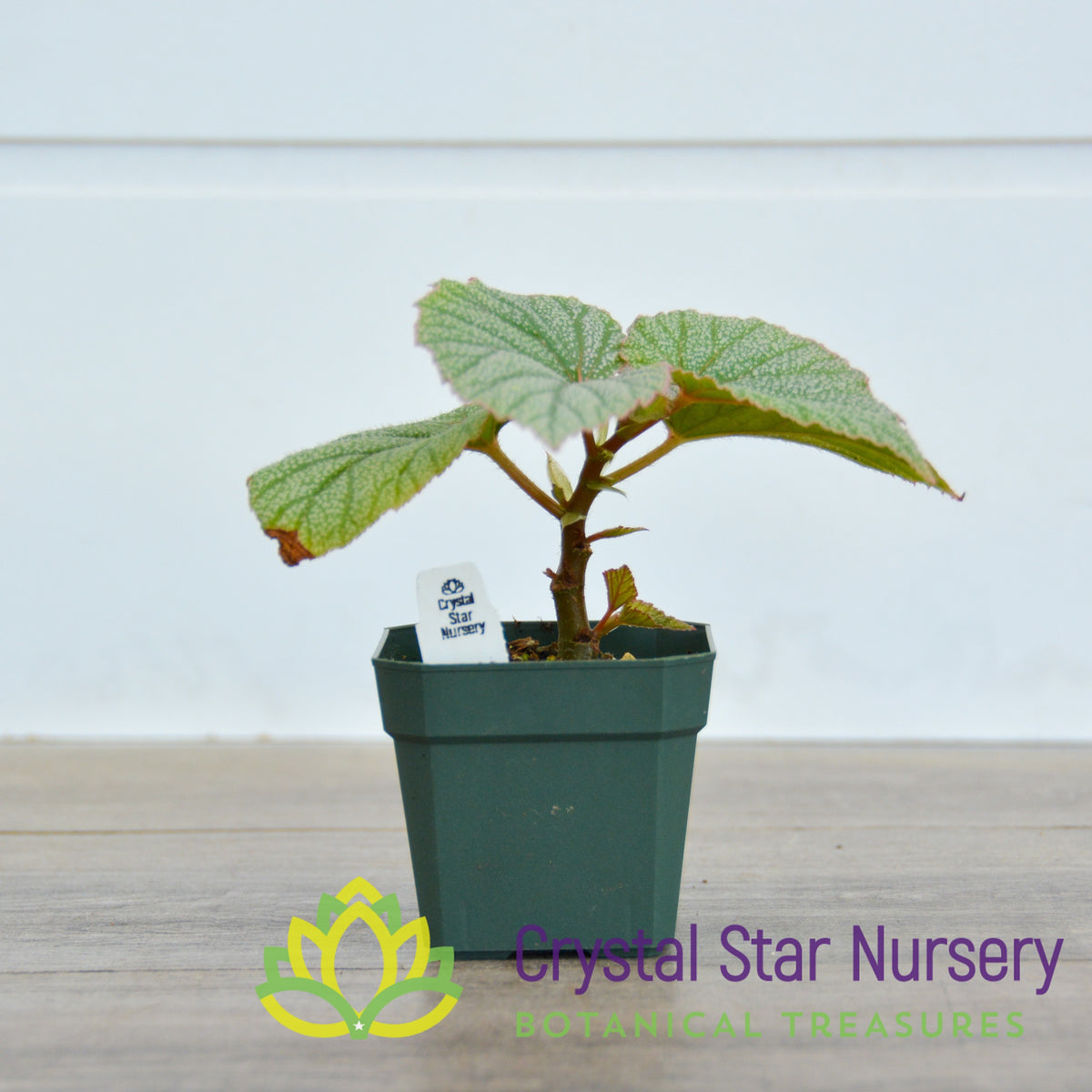 Begonia Angel Wing Sinbad Pink