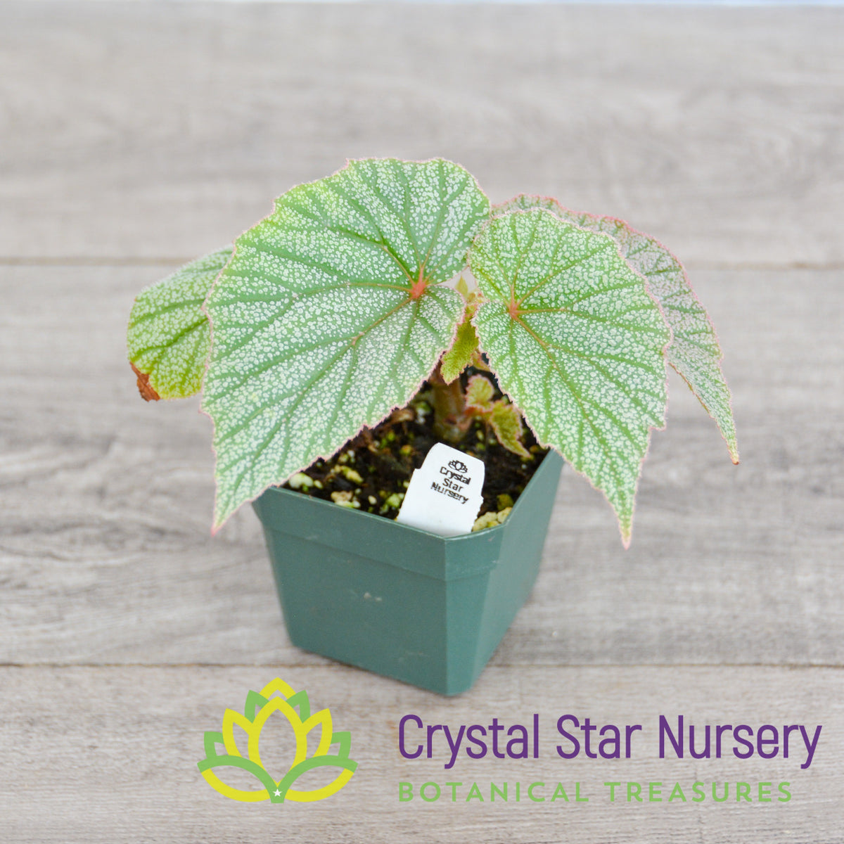 Begonia Angel Wing Sinbad Pink