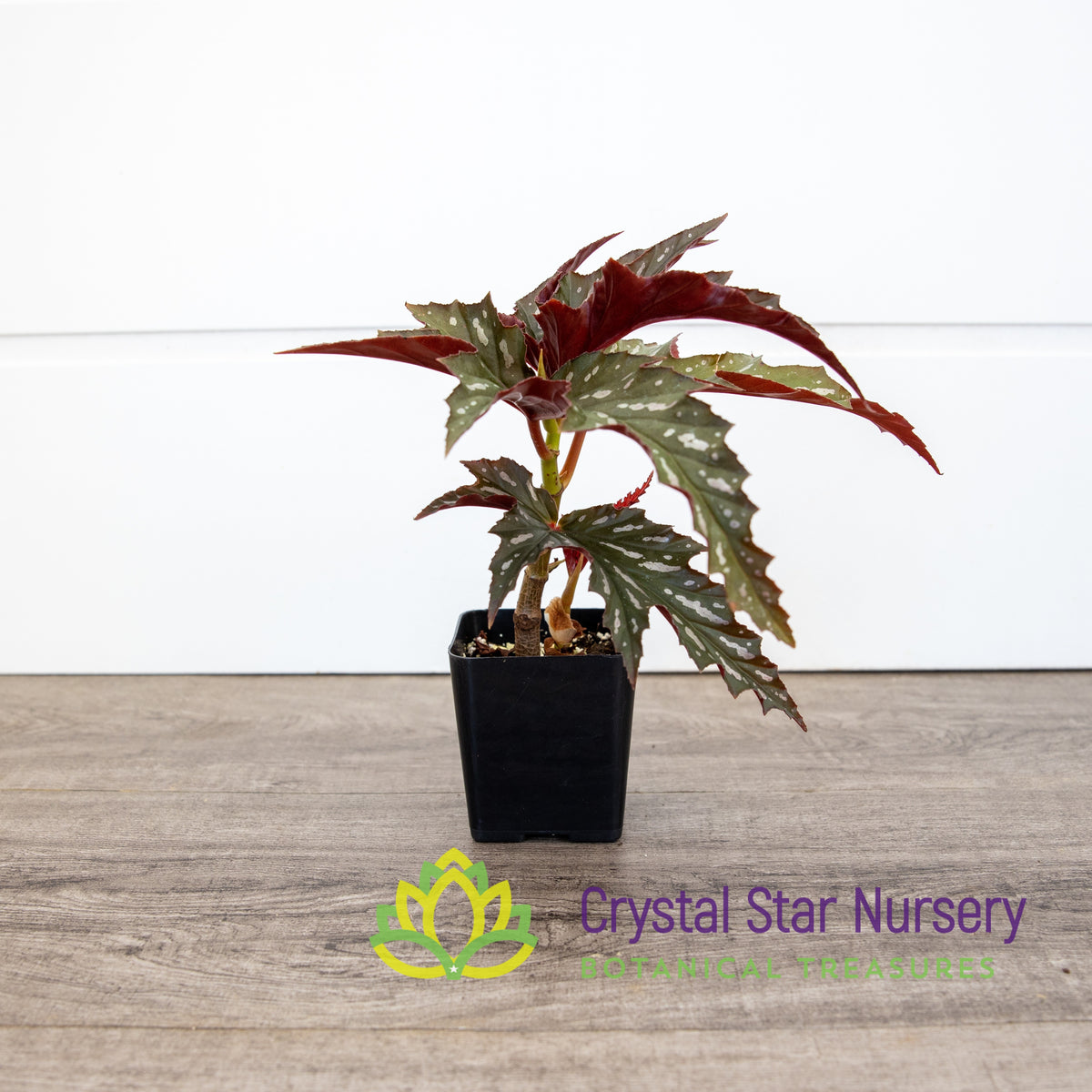 Begonia Angel Wing Sophia