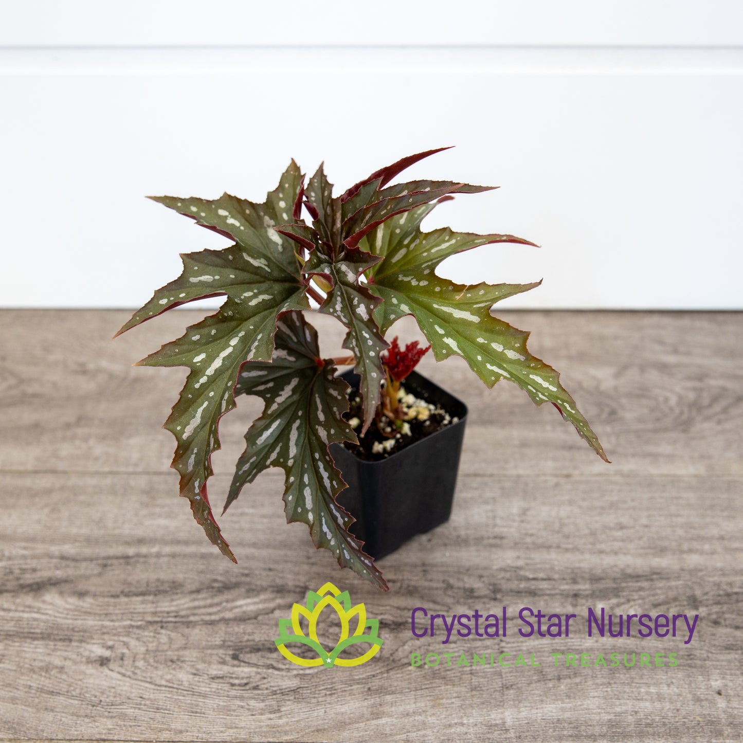 Begonia Angel Wing Sophia