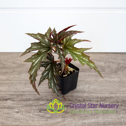 Begonia Angel Wing Sophia