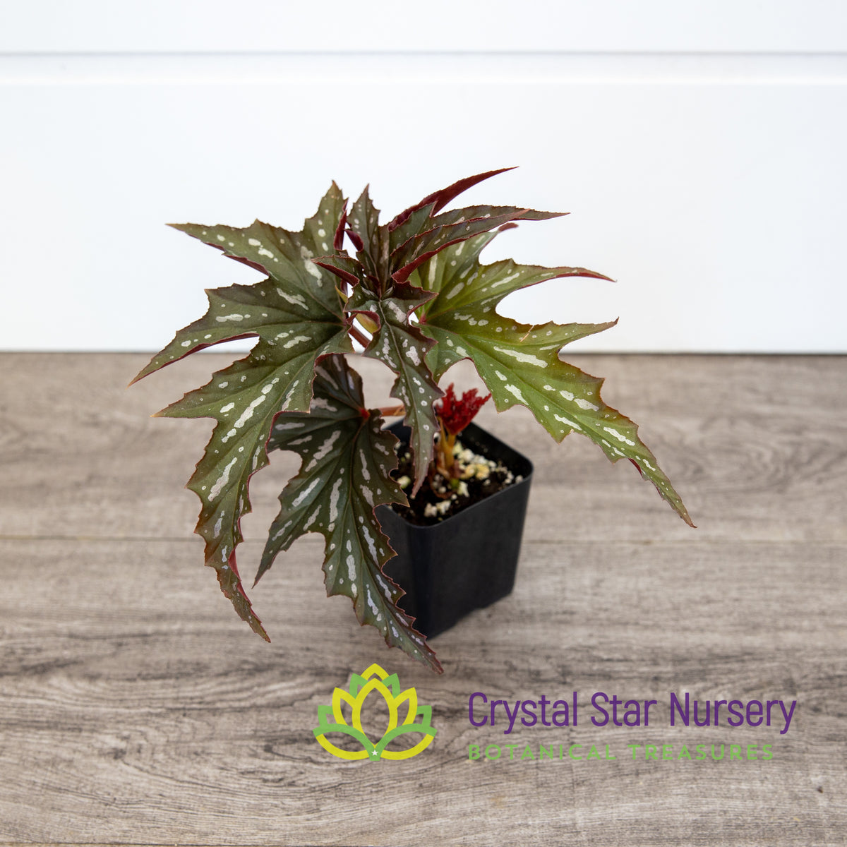 Begonia Angel Wing Sophia