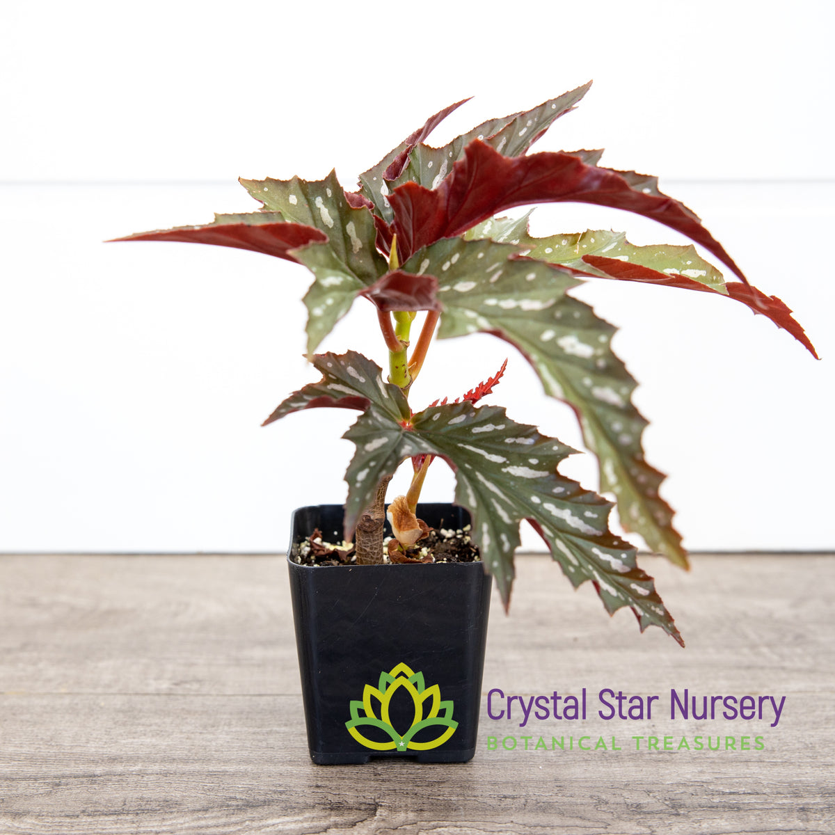 Begonia Angel Wing Sophia