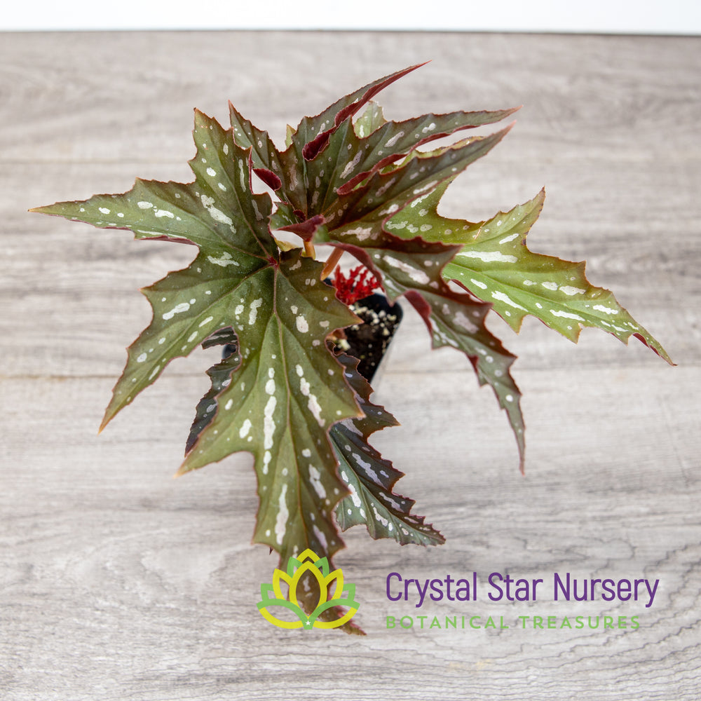 Begonias - Crystal Star Nursery