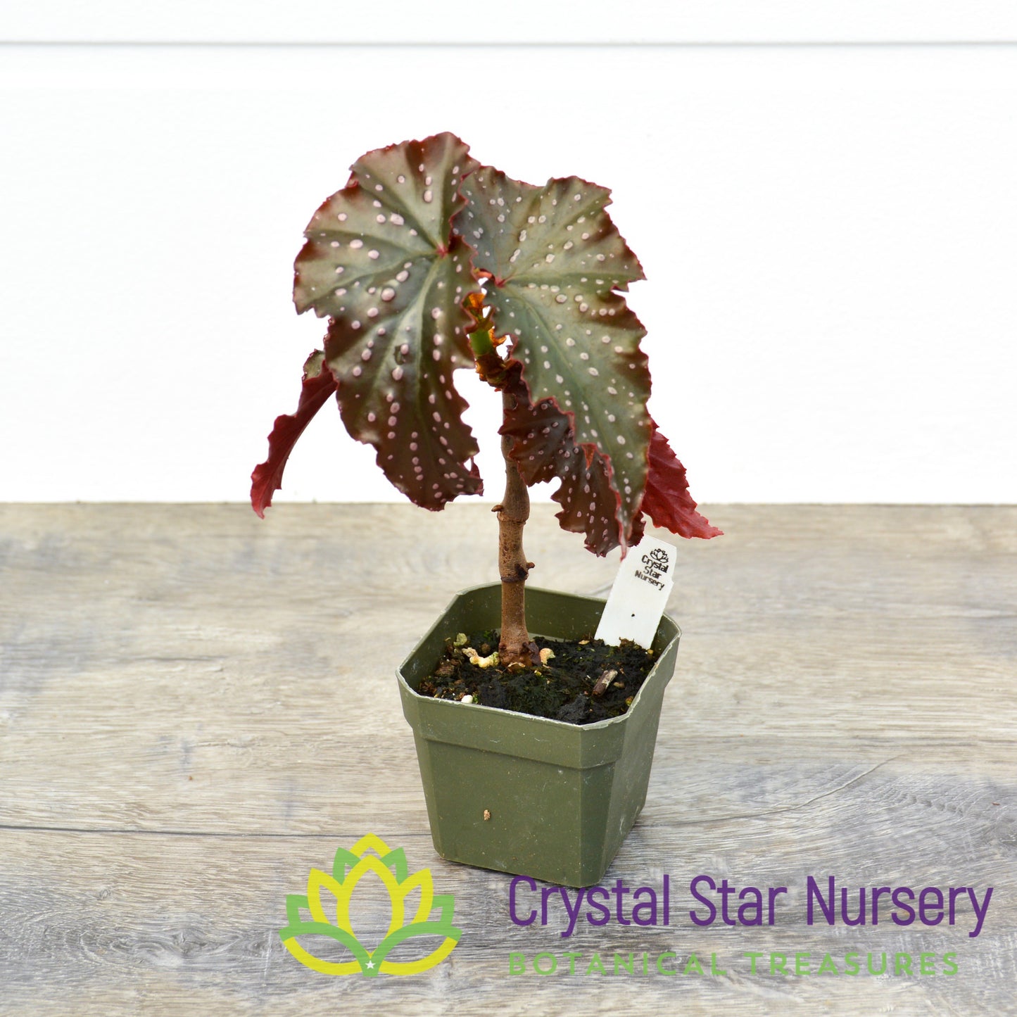 Begonia Angel Wing 'Fannie Moser'