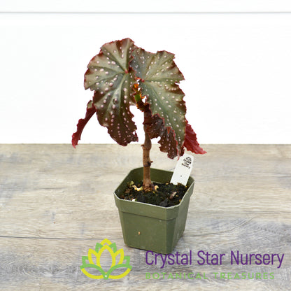 Begonia Angel Wing 'Fannie Moser'