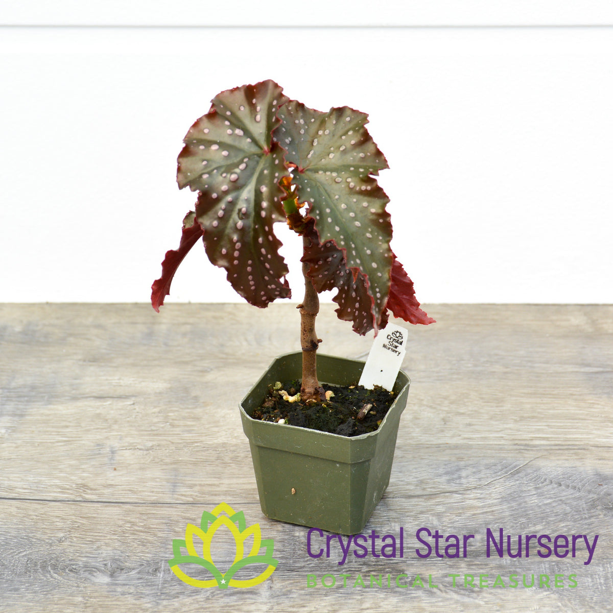 Begonia Angel Wing &#39;Fannie Moser&#39;