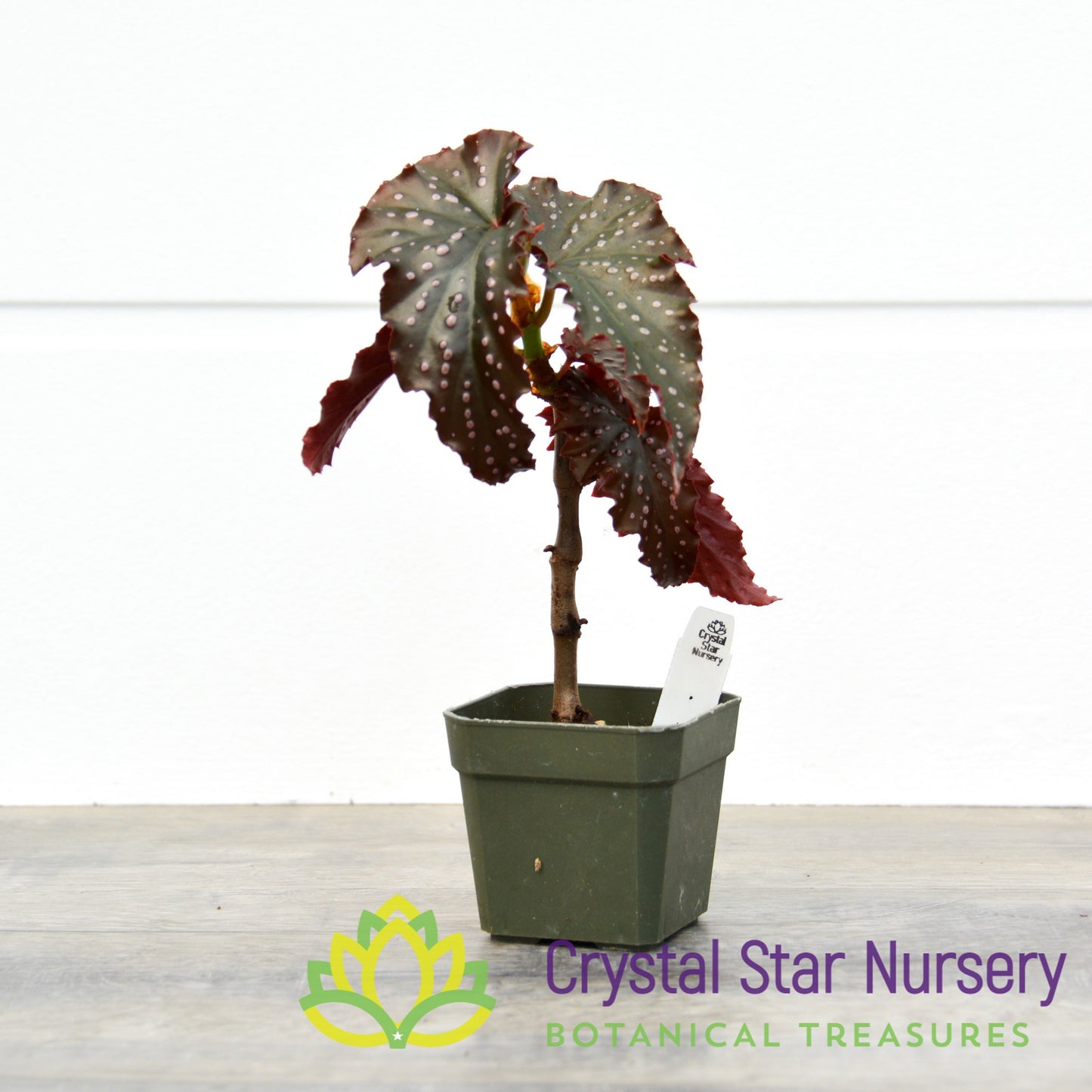 Begonia Angel Wing 'Fannie Moser'