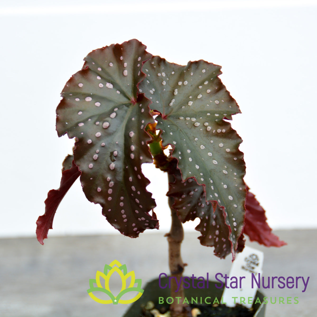 Begonia Angel Wing &#39;Fannie Moser&#39;