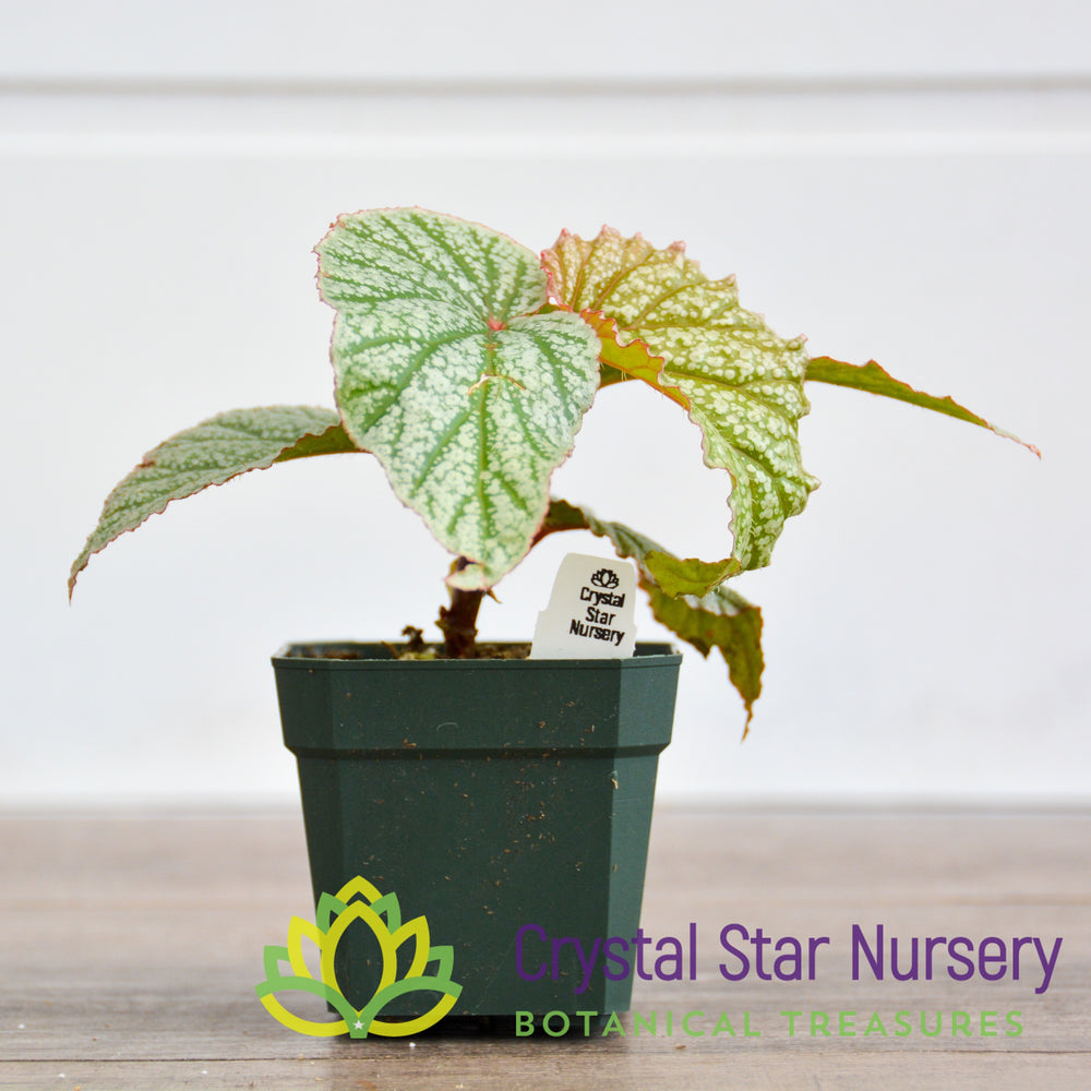 Begonias - Crystal Star Nursery