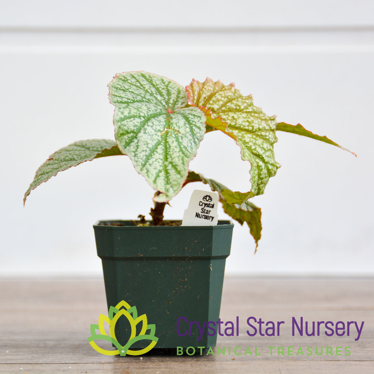 Begonia Angel Wing Frosty