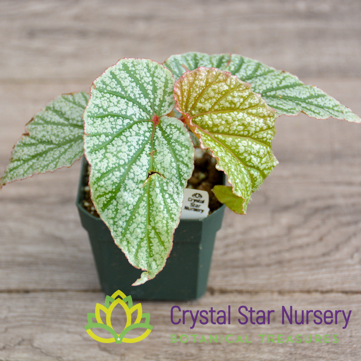 Begonia Angel Wing Frosty