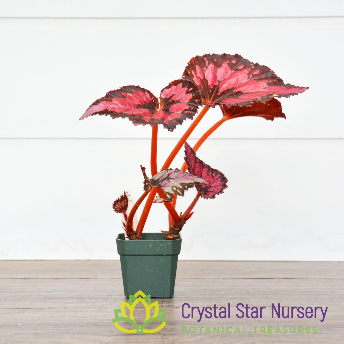 Begonia NOID (C) PINK