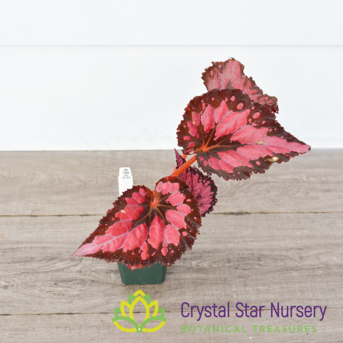 Begonia NOID (C) PINK