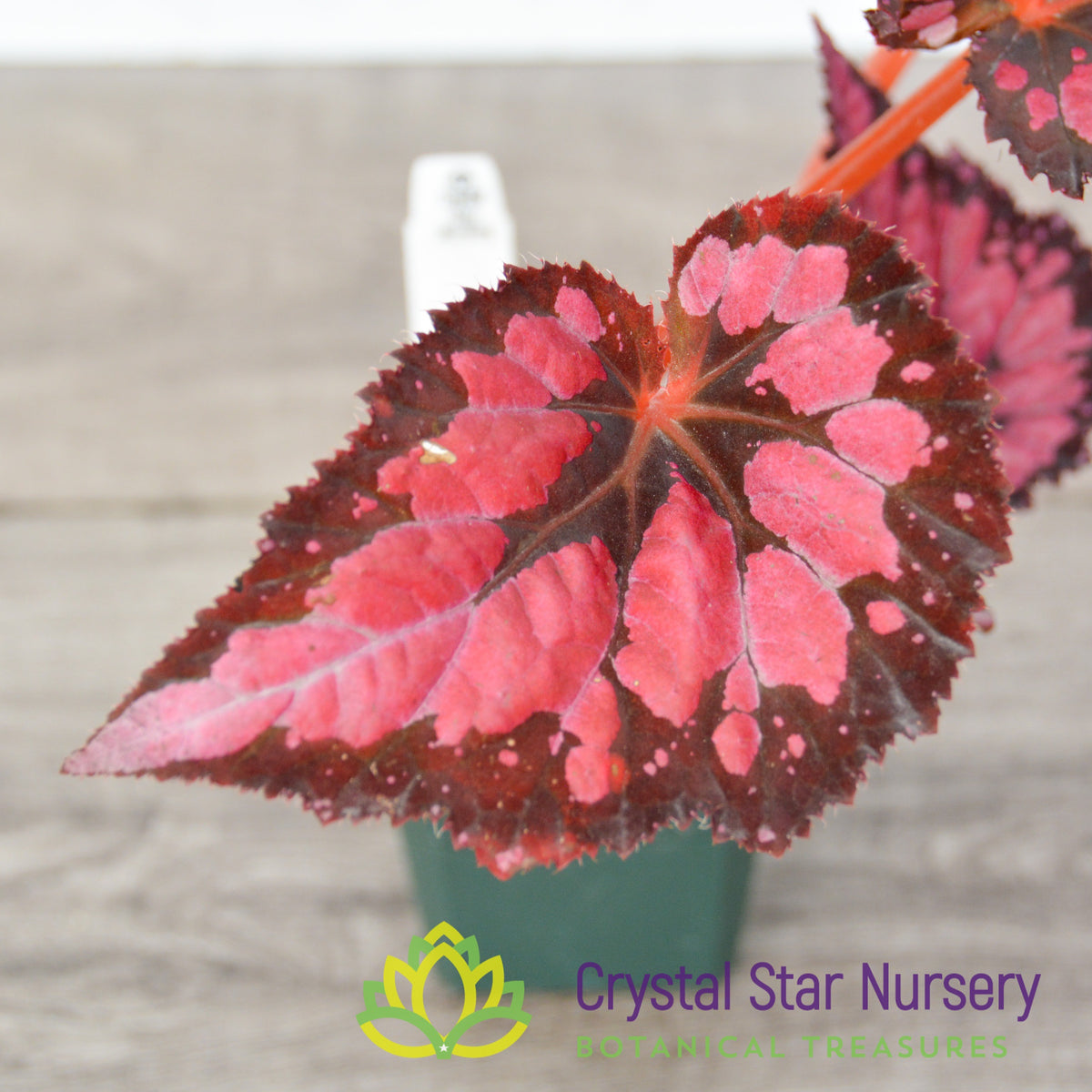 Begonia NOID (C) PINK