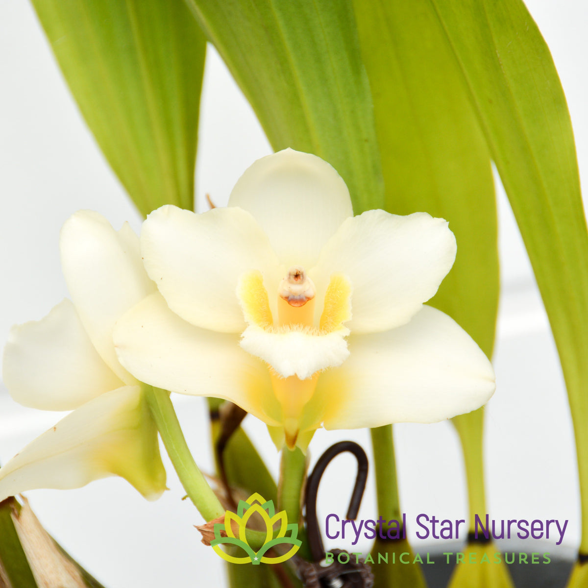 Bifrenaria Harrisoniae Alba