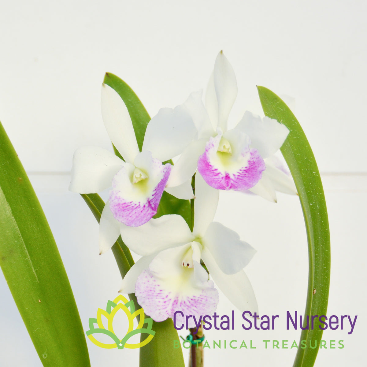 Blc. Hawaiian Stars