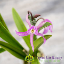 Brassanthe Maikai