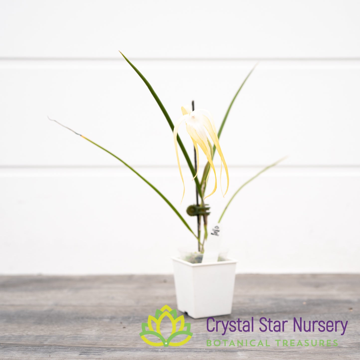 Brassavola Cucullata