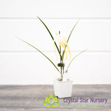 Brassavola Cucullata