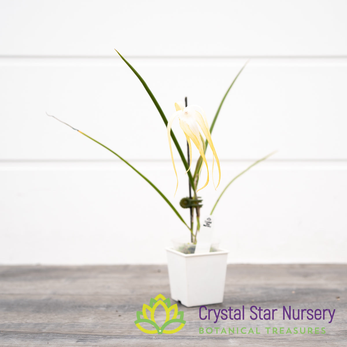 Brassavola Cucullata