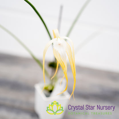 Brassavola Cucullata