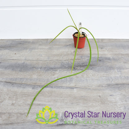 Brassavola Flagellaris