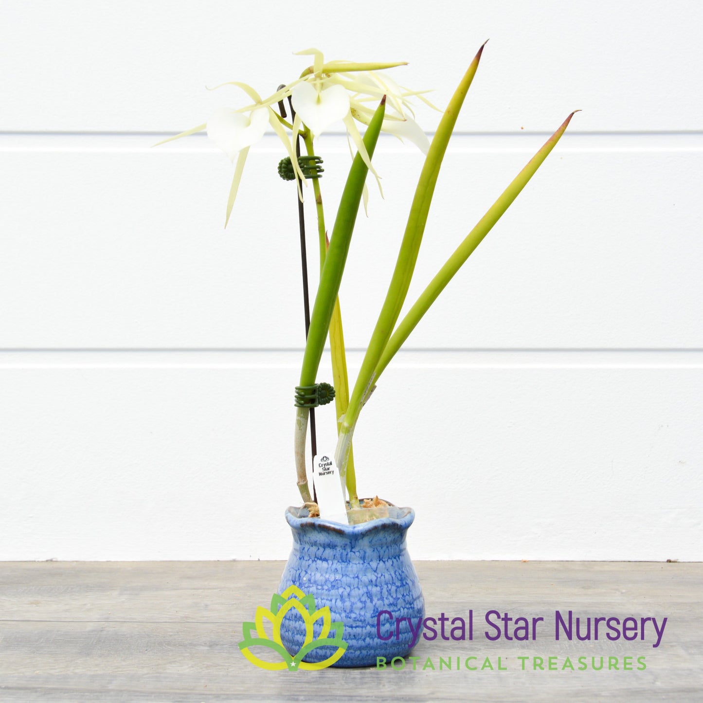 Brassavola Nodosa