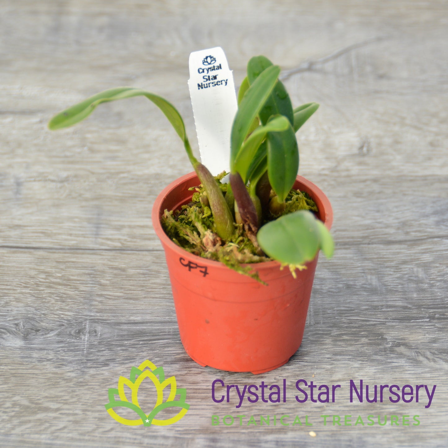Bulbophyllum Ambrosia