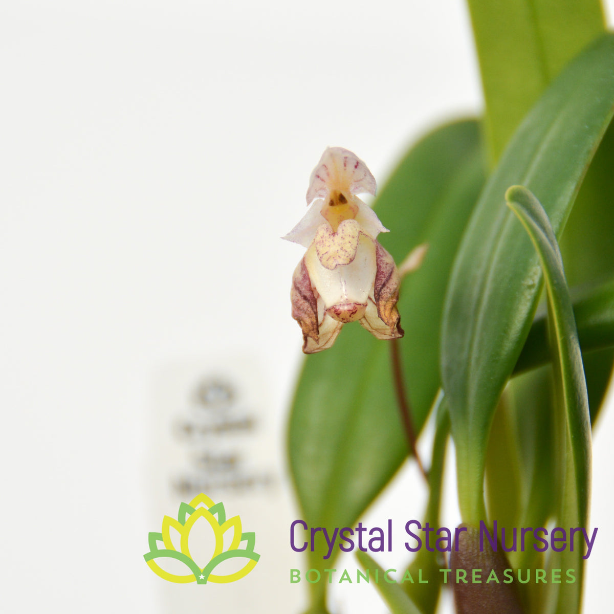 Bulbophyllum Ambrosia