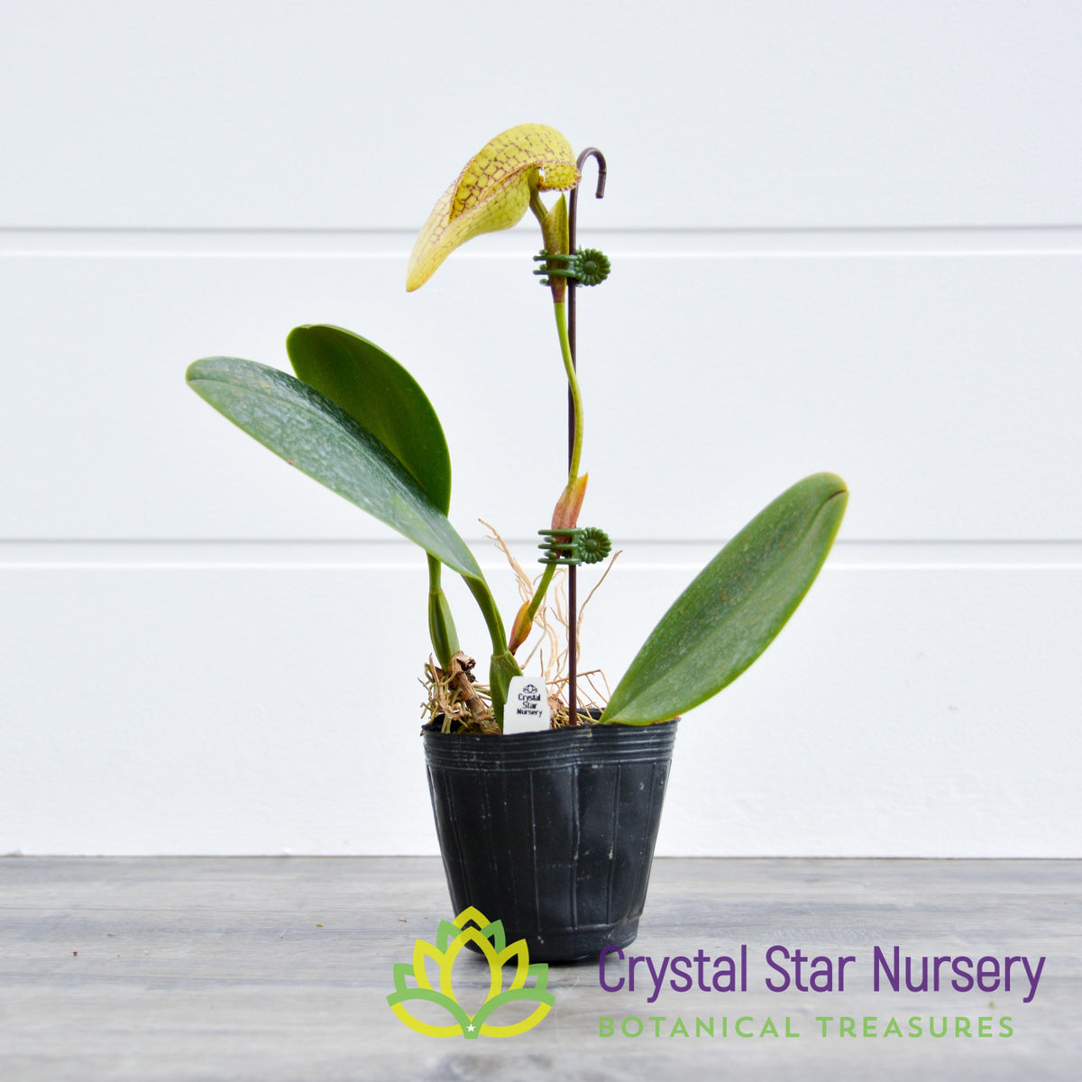 Bulbophyllum Arfakianum x Burfordiense