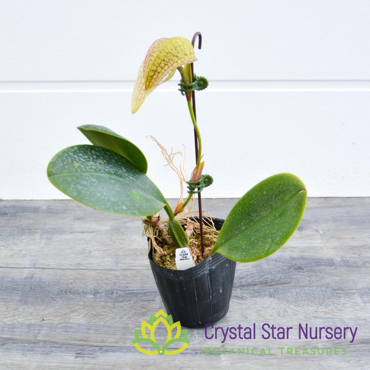 Bulbophyllum Arfakianum x Burfordiense