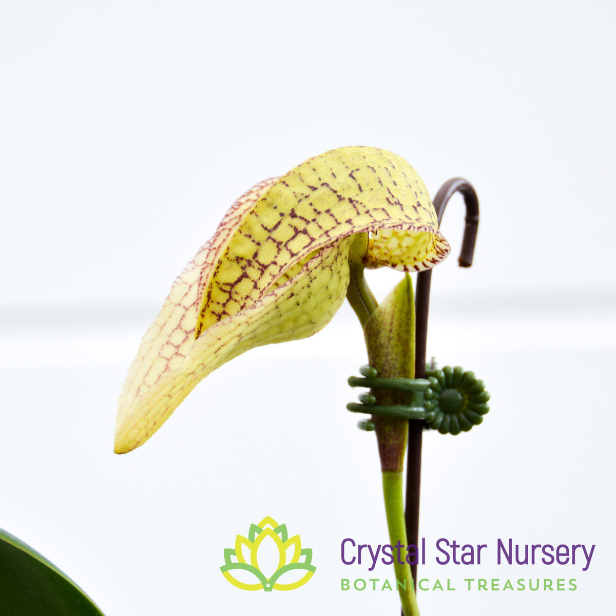 Bulbophyllum Arfakianum x Burfordiense
