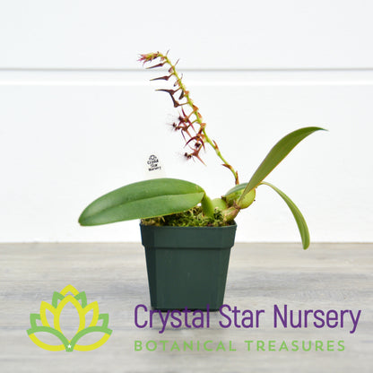 Bulbophyllum Barbigerum (11)