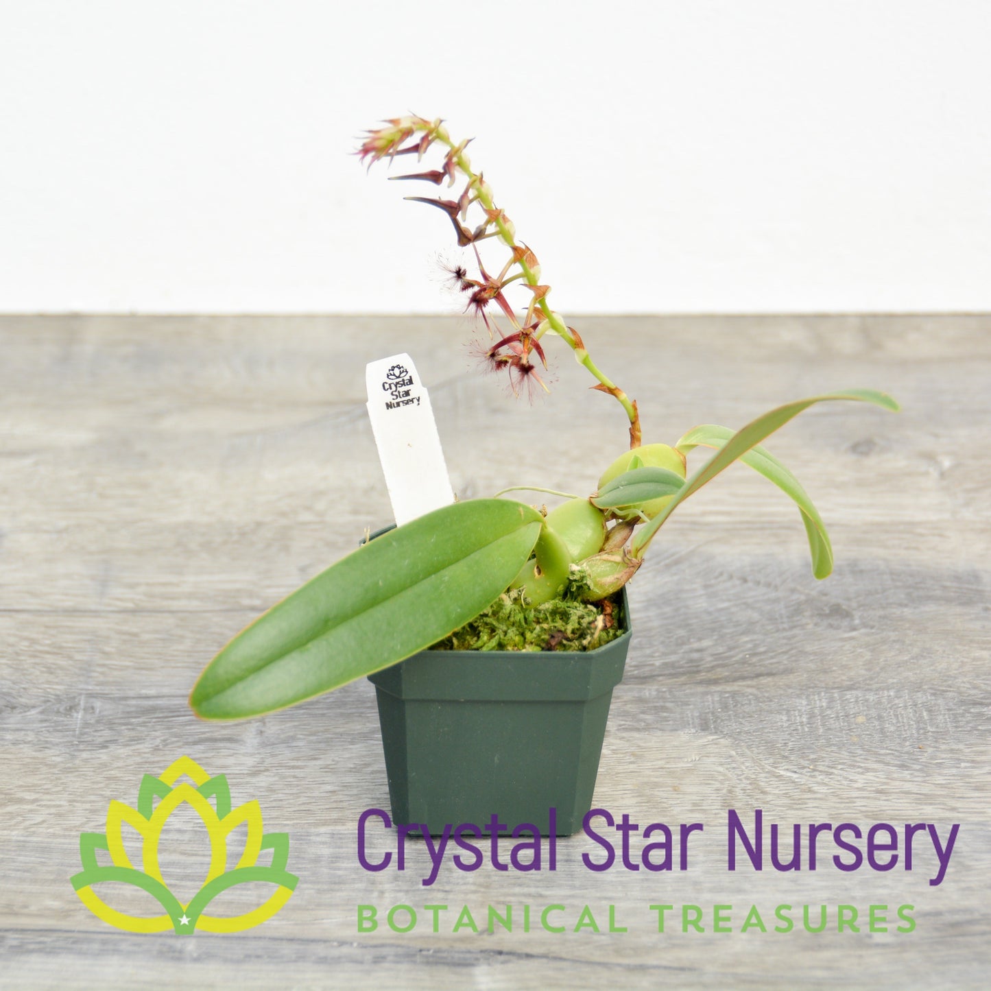 Bulbophyllum Barbigerum (11)
