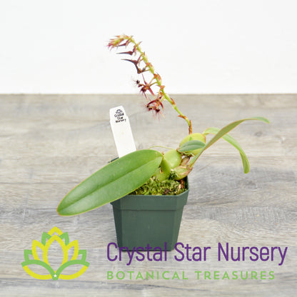 Bulbophyllum Barbigerum (11)