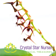 Bulbophyllum Barbigerum (11)