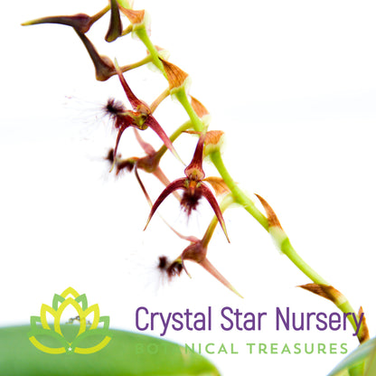 Bulbophyllum Barbigerum (11)