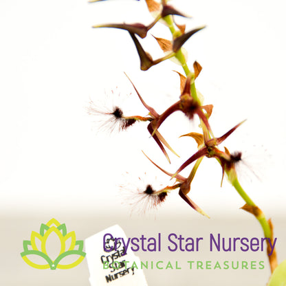 Bulbophyllum Barbigerum (11)