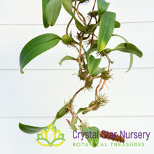 Bulbophyllum Careyanum